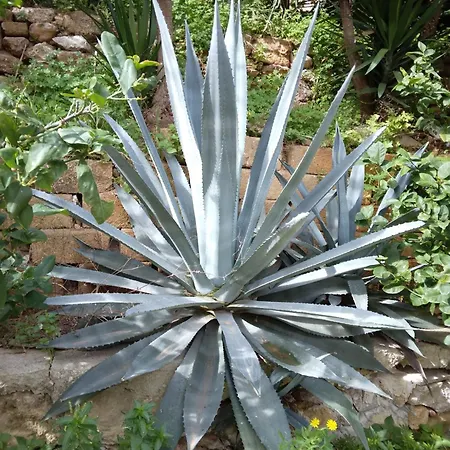 Mamibella *
